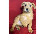Adopt Winston a Red/Golden/Orange/Chestnut Schnauzer (Standard) / Mixed Breed