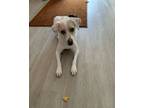 Adopt Peaches a White - with Red, Golden, Orange or Chestnut Jack Russell