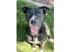 Adopt Ali a Black American Pit Bull Terrier / Mixed Breed (Medium) / Mixed
