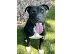 Adopt Puma a Black Labrador Retriever / American Pit Bull Terrier / Mixed (short
