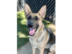Adopt Maddy a Black German Shepherd Dog / Mixed Breed (Medium) / Mixed (short