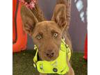 Adopt Donatello a Brown/Chocolate - with Tan Chesapeake Bay Retriever / Shepherd
