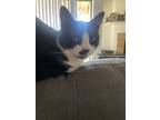 Adopt Rambo a Black & White or Tuxedo American Shorthair / Mixed (short coat)