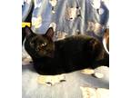 Adopt Chester a All Black Domestic Shorthair (short coat) cat in Sioux Falls