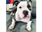 Adopt LaLa a Black - with White Bull Terrier / Mixed dog in Danville