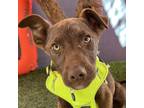 Adopt Michelangelo a Brown/Chocolate - with Tan Chesapeake Bay Retriever /