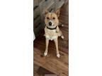 Adopt Guile a White - with Red, Golden, Orange or Chestnut Australian Shepherd /