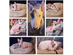 Adopt Casey a White - with Red, Golden, Orange or Chestnut Bull Terrier / Mixed