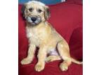 Adopt Max a Red/Golden/Orange/Chestnut - with Black Schnauzer (Standard) / Mixed