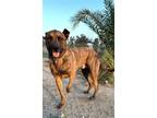 Adopt PETEY -kind friendly gentle a Brindle German Shepherd Dog / Mixed dog in