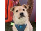 Adopt Pablo a Tan/Yellow/Fawn Border Terrier / Mixed Breed (Small) / Mixed dog