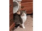 Adopt Bran & Benny a Brown Tabby Domestic Shorthair (short coat) cat in Great
