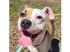 Adopt VENUS a Tan/Yellow/Fawn - with White Boxer / American Pit Bull Terrier /