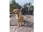 Adopt Birdie a Red/Golden/Orange/Chestnut American Staffordshire Terrier / Mixed