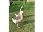 Adopt Waddles and Bubbles a Gray Goose bird in Jacksonville, OR (41252173)