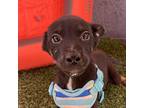 Adopt Wall-e a Black - with Tan, Yellow or Fawn Miniature Pinscher / Cattle Dog