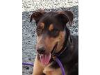 Adopt Rolo a Brown/Chocolate - with Tan Doberman Pinscher / Husky / Mixed dog in