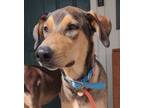 Adopt Heath a Brown/Chocolate - with Tan Doberman Pinscher / German Shepherd Dog