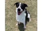 Adopt Mary a Labrador Retriever / Terrier (Unknown Type, Small) / Mixed dog in