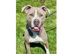 Adopt King Cyrus a Black American Pit Bull Terrier / Mixed Breed (Medium) /
