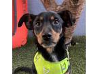 Adopt Lincoln a Black - with Tan, Yellow or Fawn Miniature Pinscher / Rat