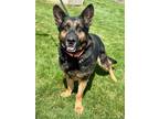 Adopt Lilly a Black German Shepherd Dog / Mixed Breed (Medium) / Mixed (short