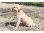 Adopt Casper a White Poodle (Miniature) / Australian Shepherd / Mixed (short