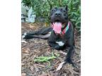 Adopt Maggie a Black - with White Cane Corso / Mastiff / Mixed dog in Studio