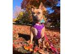 Adopt Freya-LOCAL DEAF GIRL a American Pit Bull Terrier / Mixed dog in