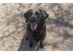 Adopt Bowie a Brindle Plott Hound / Mixed Breed (Medium) / Mixed (short coat)