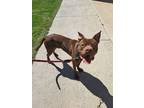 Adopt Maximus a Brown/Chocolate American Pit Bull Terrier / Mixed Breed (Medium)