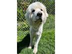 Adopt Franz a White Great Pyrenees / Mixed dog in Wake Forest, NC (41247920)