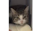 Adopt Pepita a Brown Tabby Domestic Shorthair / Mixed Breed (Medium) / Mixed