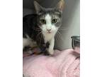 Adopt Playful a Gray, Blue or Silver Tabby Domestic Shorthair (short coat) cat