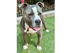 Adopt Debo a Black American Pit Bull Terrier / Mixed Breed (Medium) / Mixed