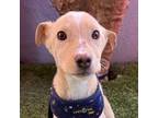 Adopt Simba a White Labrador Retriever / Mixed Breed (Medium) / Mixed dog in