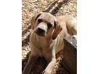 Adopt Nilla a Tan/Yellow/Fawn - with White Labrador Retriever / Hound (Unknown