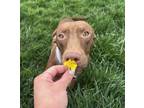 Adopt Ginger a Brown/Chocolate American Staffordshire Terrier / Labrador