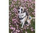 Adopt Ari a Tan/Yellow/Fawn - with Black Anatolian Shepherd / Great Pyrenees /