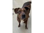 Adopt Golden a Black American Staffordshire Terrier / Mixed Breed (Medium) /