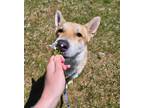Adopt Max a Tricolor (Tan/Brown & Black & White) Husky / Shepherd (Unknown Type)