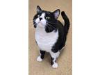 Adopt Gizmo - At Petco a Domestic Shorthair / Mixed (short coat) cat in Grand