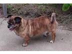 Adopt Monkey a Black - with White Pug / Mixed dog in Garden City, MI (41250211)