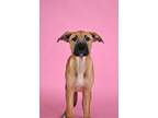 Adopt Duffie a Mastiff / Mixed dog in Berkeley, CA (41250254)