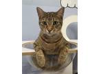 Adopt Dotty a Egyptian Mau / Mixed (short coat) cat in Ft.