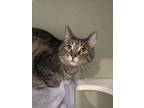 Adopt Linda a Brown Tabby Domestic Shorthair / Mixed Breed (Medium) / Mixed