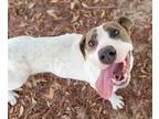 Adopt Valentine a White Mixed Breed (Small) / Mixed Breed (Medium) / Mixed