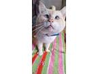 Adopt Phoenix a White (Mostly) Siamese (short coat) cat in Chicago