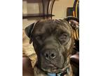 Adopt CHANCE a Brindle Boxer / Mastiff / Mixed dog in Chandler, AZ (41134315)