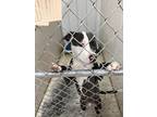 Adopt Bandit a Merle American Pit Bull Terrier / Mixed Breed (Medium) / Mixed